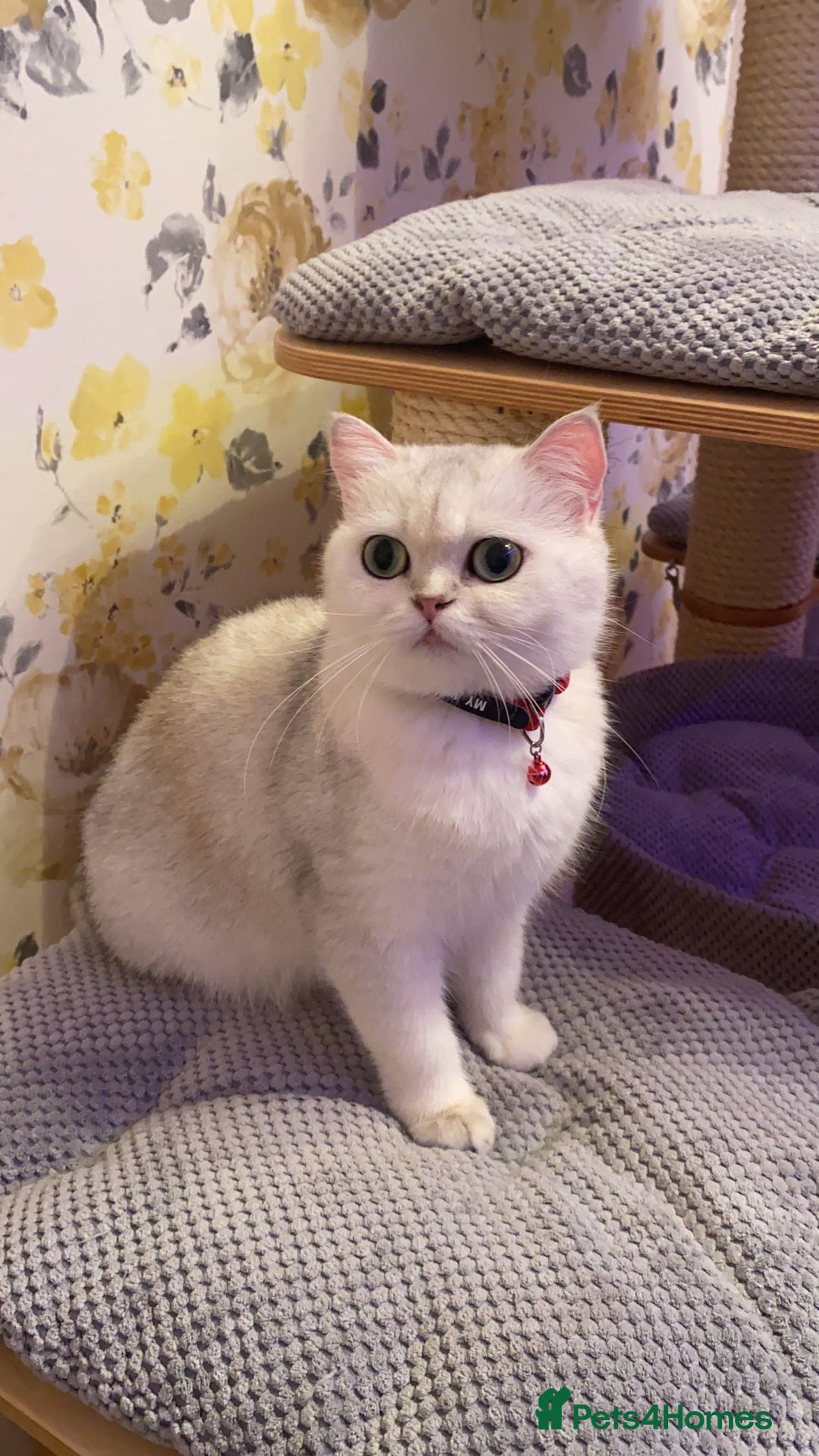 Scottish Fold cats for sale: Beautiful Scottish Straight cats  - Advert 4
