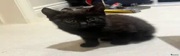 Mixed Breed cats for sale: 😍 3 Adorable Black & Tuxedo Kittens 🐈‍⬛💕 - Advert 22