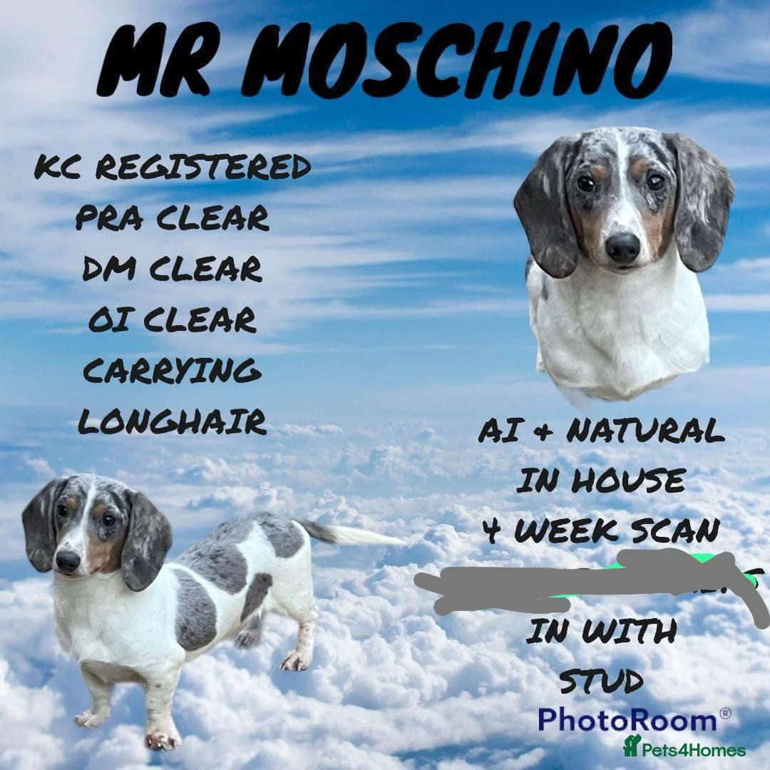 Miniature Dachshund dogs for stud: Silver dapple pied PRA clear DM clear OI CLEAR in Clacton-on-Sea - Advert 1