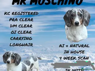 Miniature Dachshund dogs Silver dapple pied PRA clear DM clear OI CLEAR in Clacton-on-Sea - Advert 23