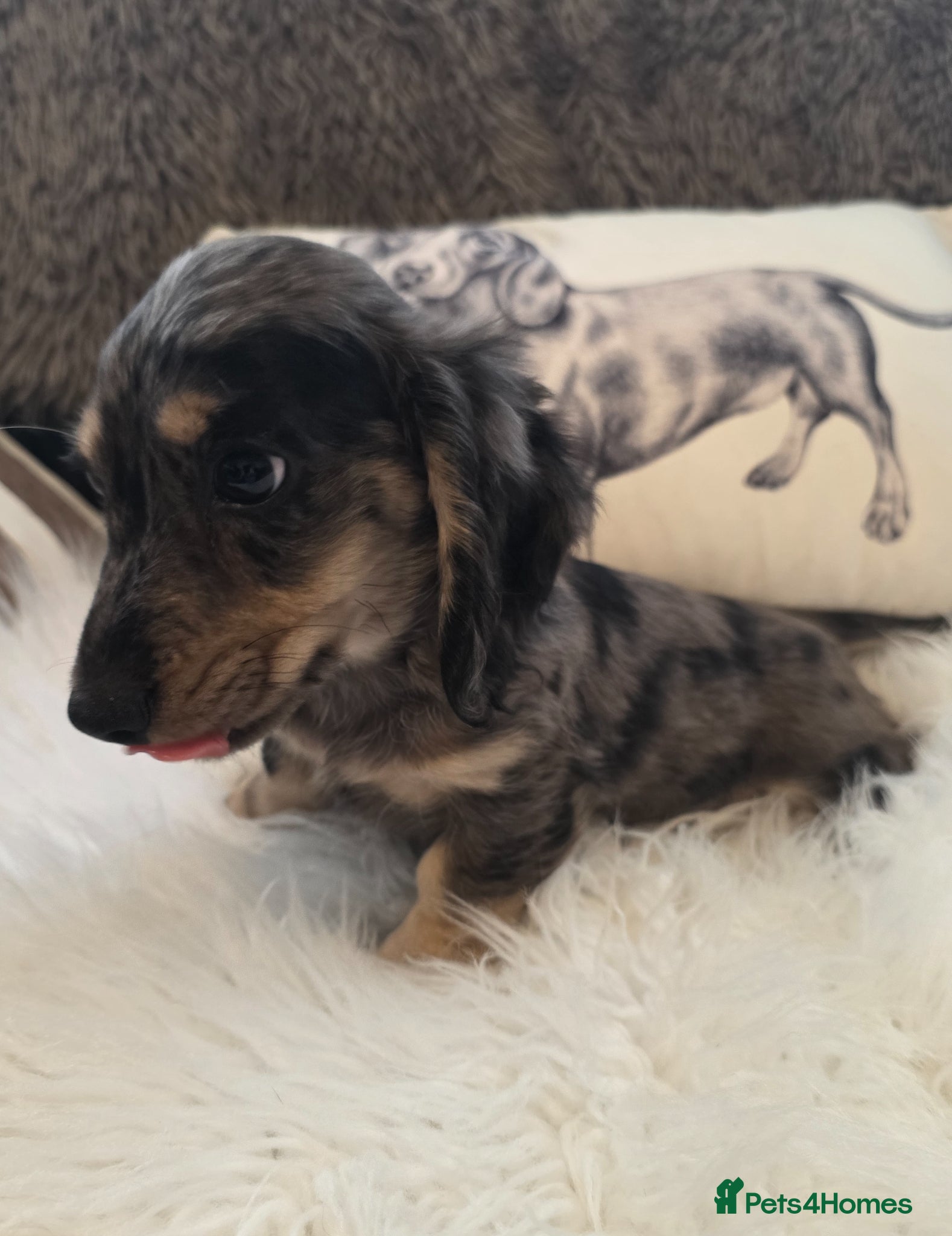 Miniature Dachshund dogs Stunning KC Long hair daxi. 5* breeders  - Advert 2