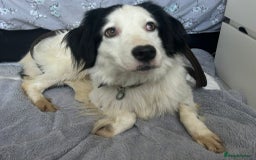 Mixed Breed dogs for adoption: Spotty - Norwich Norfolk  - Image 14