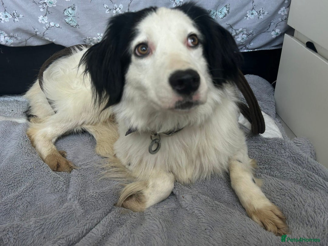 Mixed Breed dogs for adoption: Spotty - Norwich Norfolk  - Image 14