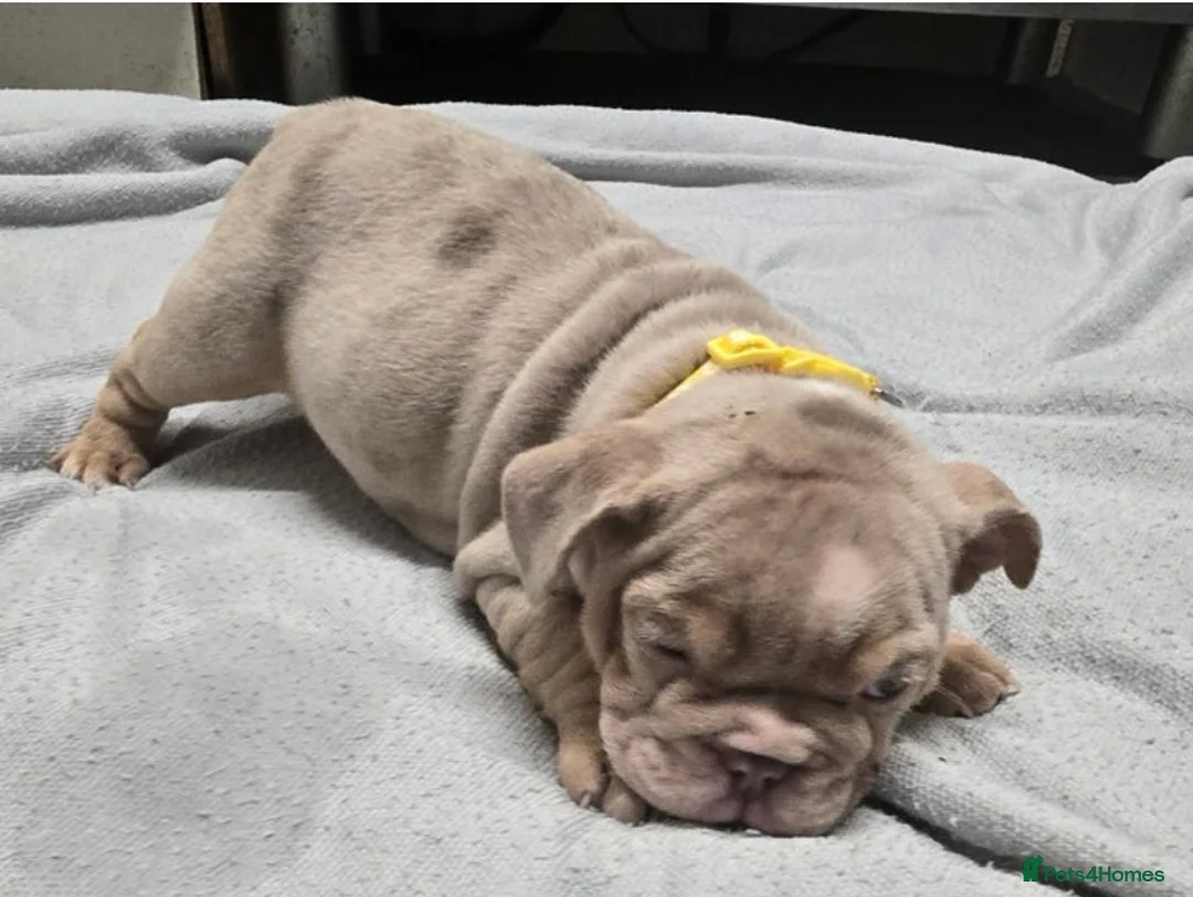 English Bulldog dogs for sale: puppies for sale last 2 girls on near offer  - Advert 9