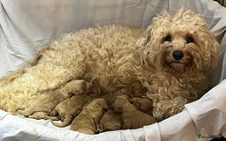 Cavapoochon dogs for sale: Cavapoochon Puppies ready from 20th December 2025  - Advert 21