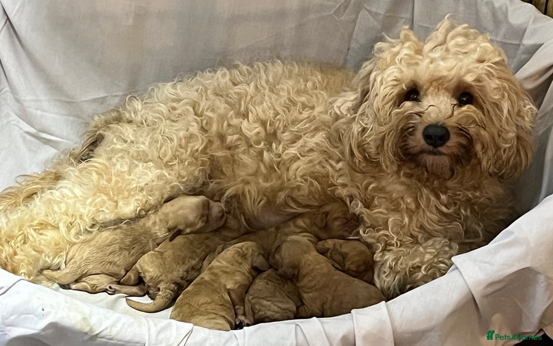 Cavapoochon dogs for sale: Cavapoochon Puppies ready from 20th December 2025  - Advert 21