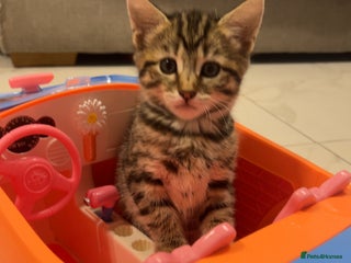 Bengal cats - Advert 1