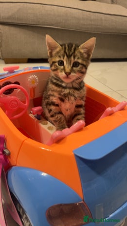 Bengal cats - Advert 1