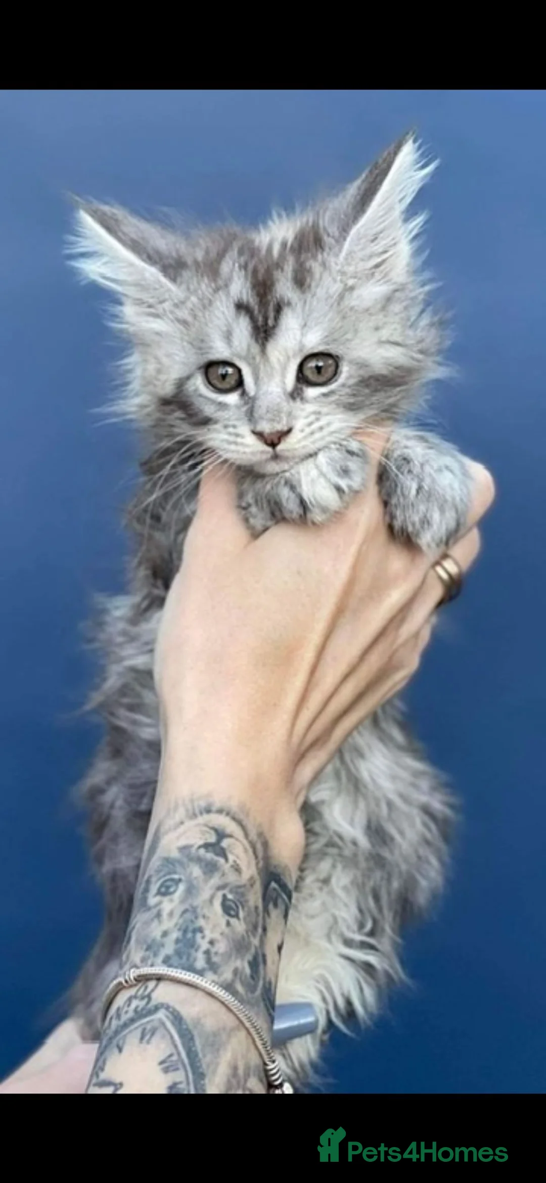 Maine Coon cats for stud: Dual registered Champion winner Maine coon stud in Manningtree - Advert 14