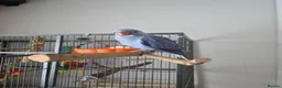 Parakeets birds for sale: Beautiful lilac tame ringneck  in Keighley - Advert 3