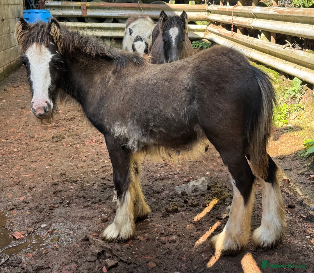 Irish Cob horses for sale: Super small, super quality mini coblets - Image 7