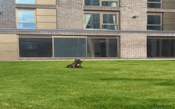 Belgian Shepherd Dog dogs for sale: Belgium malanios puppy for sale  - Image 4