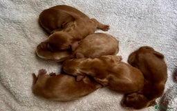 Cocker Spaniel dogs for stud: *Goofy* Standing at STUD only in Barnsley - Image 18