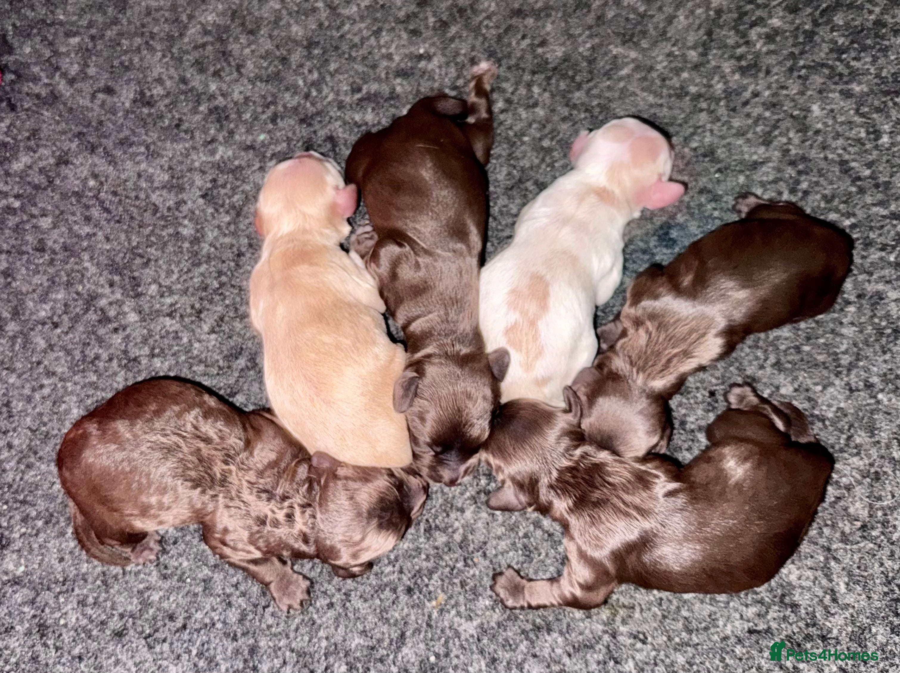 Cockapoo dogs STUNNING RARE CHOCOLATE COCKAPOO PUPPIES FOR SALE  - Advert 8