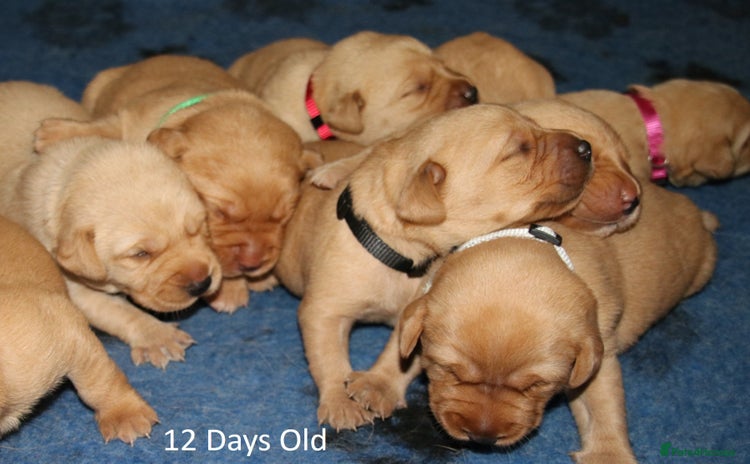 Labrador Retriever dogs - Advert 6