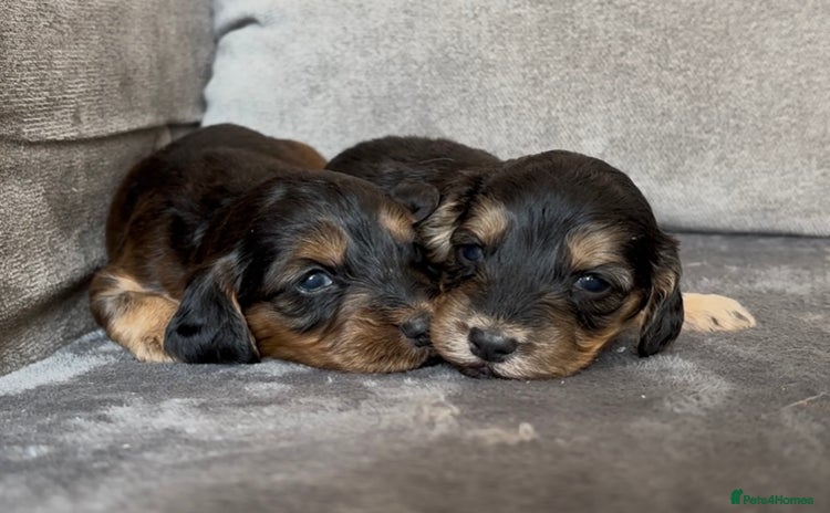 Cockapoo dogs - Advert 7