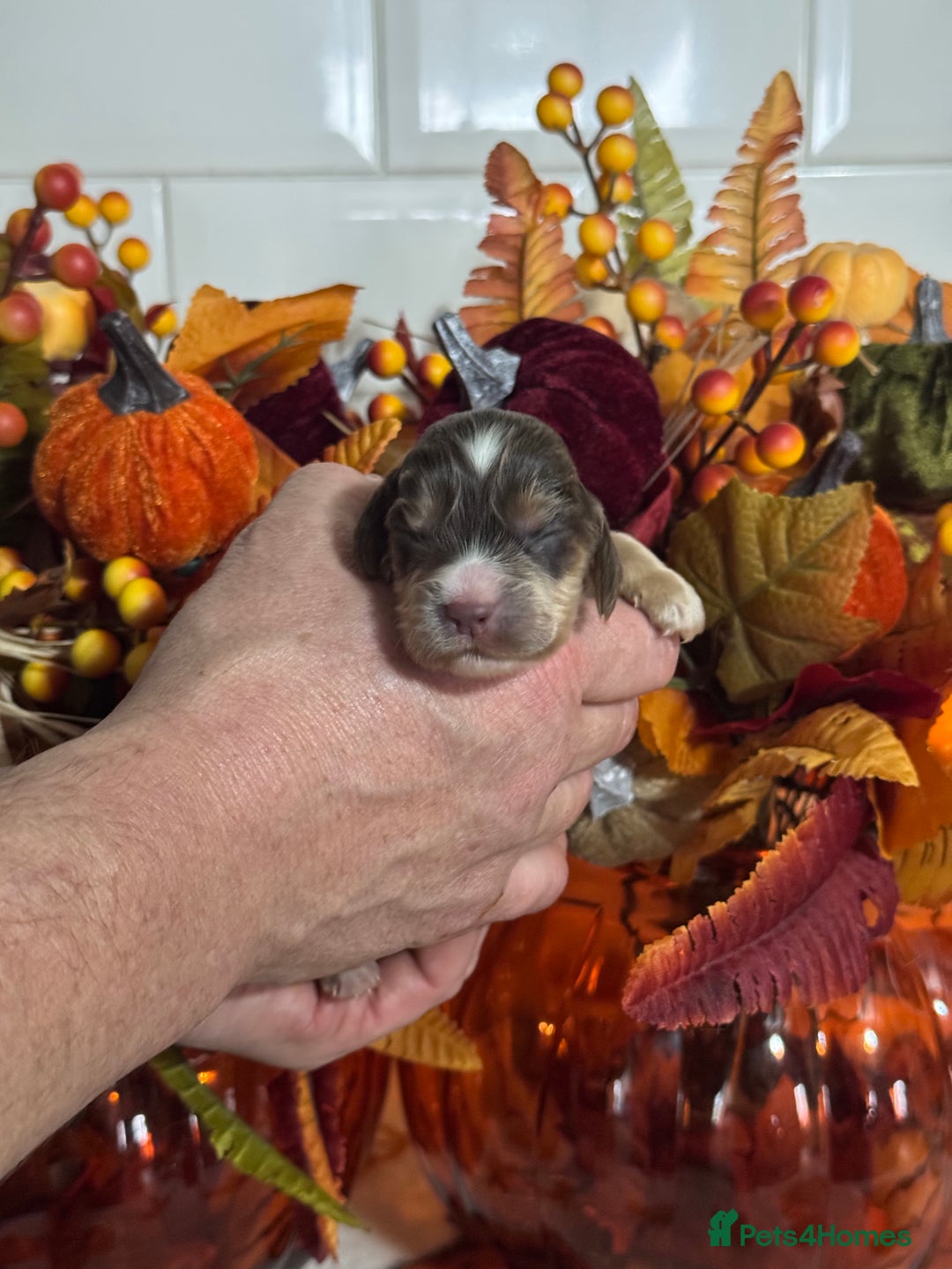Cocker Spaniel dogs for sale: 1 boy kc cocker spaniel puppies fully dna tested  - Image 10