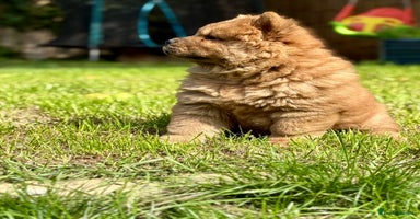 Chow Chow dogs - Advert 15