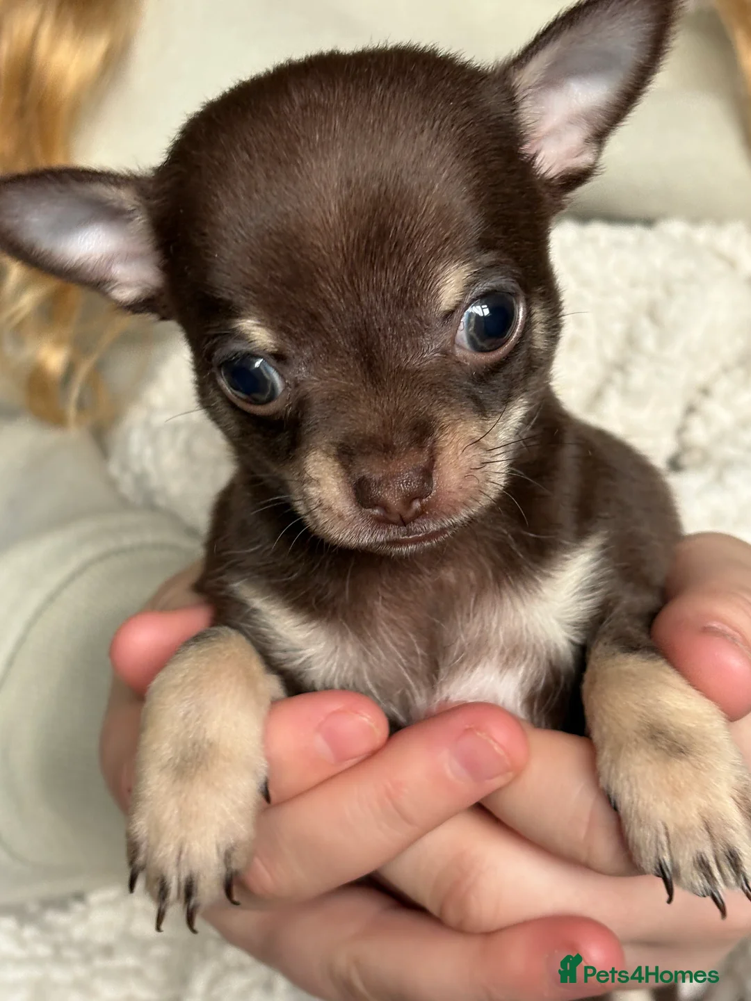 Chihuahua dogs for sale: Chihuahua puppies  - Advert 9