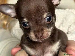 Chihuahua dogs Chihuahua puppies - Advert 14