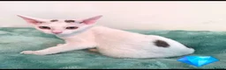 Devon Rex cats for sale: Darling Devons  - Advert 8