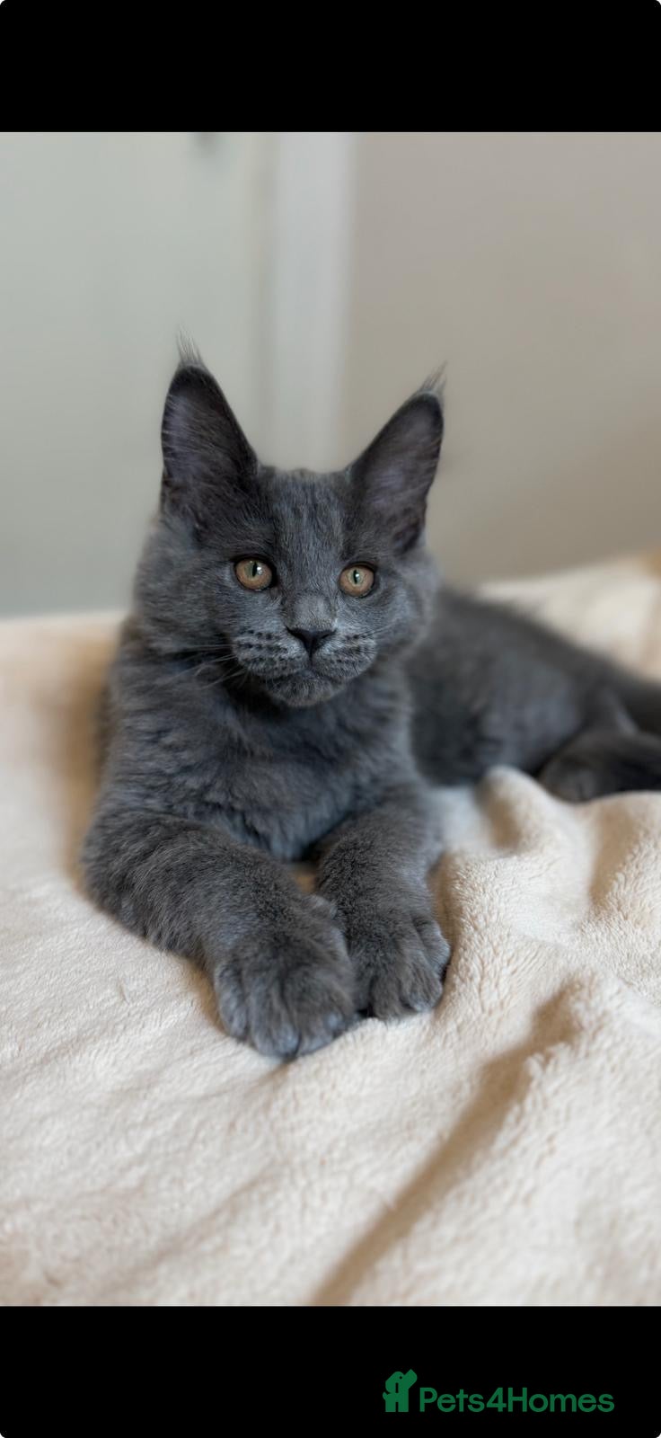 Maine Coon cats     Stunning Purebred Maine Coon Kitten - Advert 8
