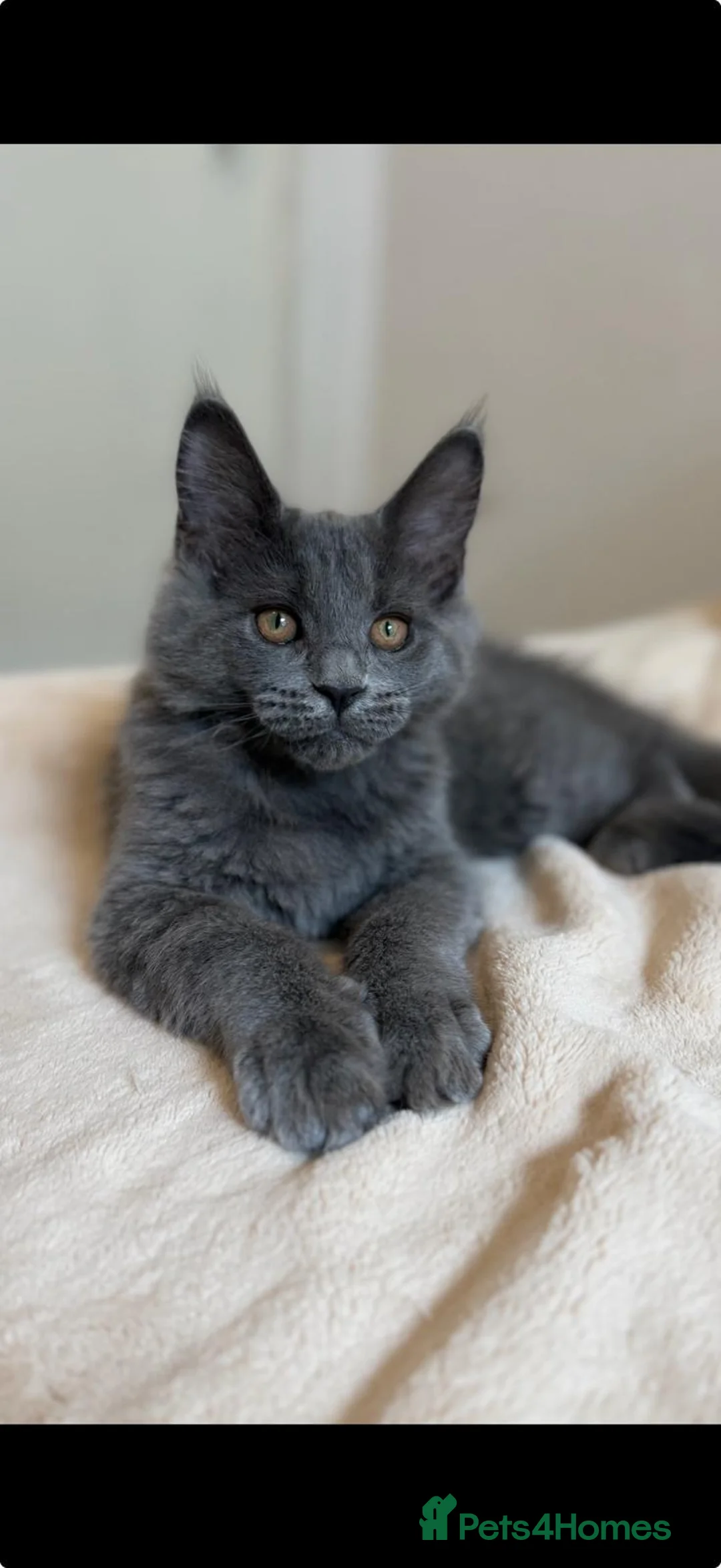 Maine Coon cats for sale:     Stunning Purebred Maine Coon Kitten - Advert 1