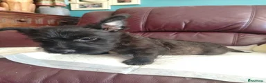 Scottish Terrier 1