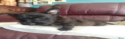 Scottish Terrier dogs for sale: Ready to go Scottish terrier puppies available - Advert 6