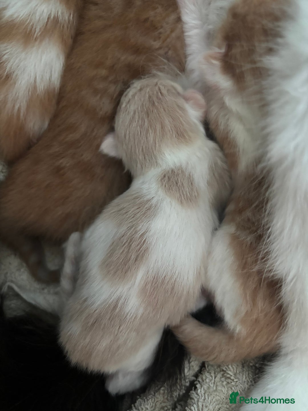 British Longhair cats for sale: mixed litter  - Advert 7