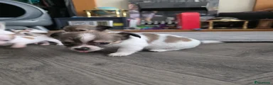 Mixed Breed 5