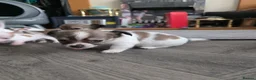 Mixed Breed dogs for sale: Jackawawas  - Advert 15