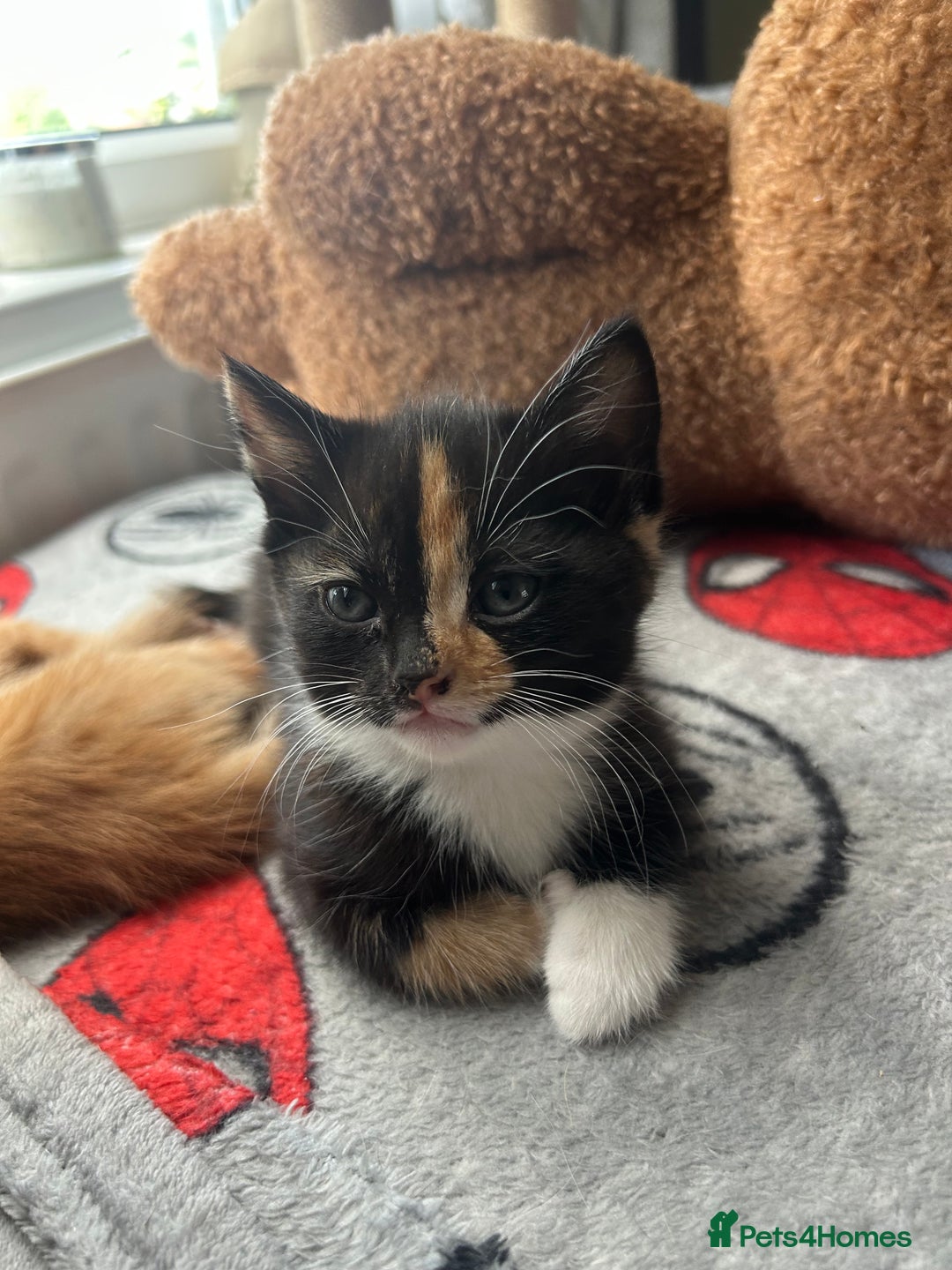 Mixed Breed cats for sale: Only little girl left  - Image 3