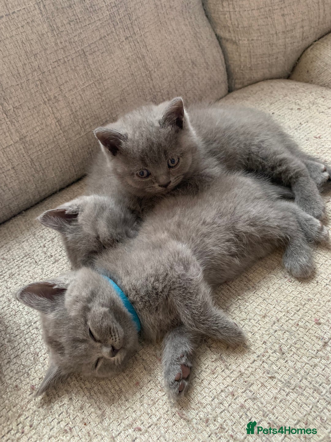 British Shorthair cats for sale: British shorthair - Advert 12