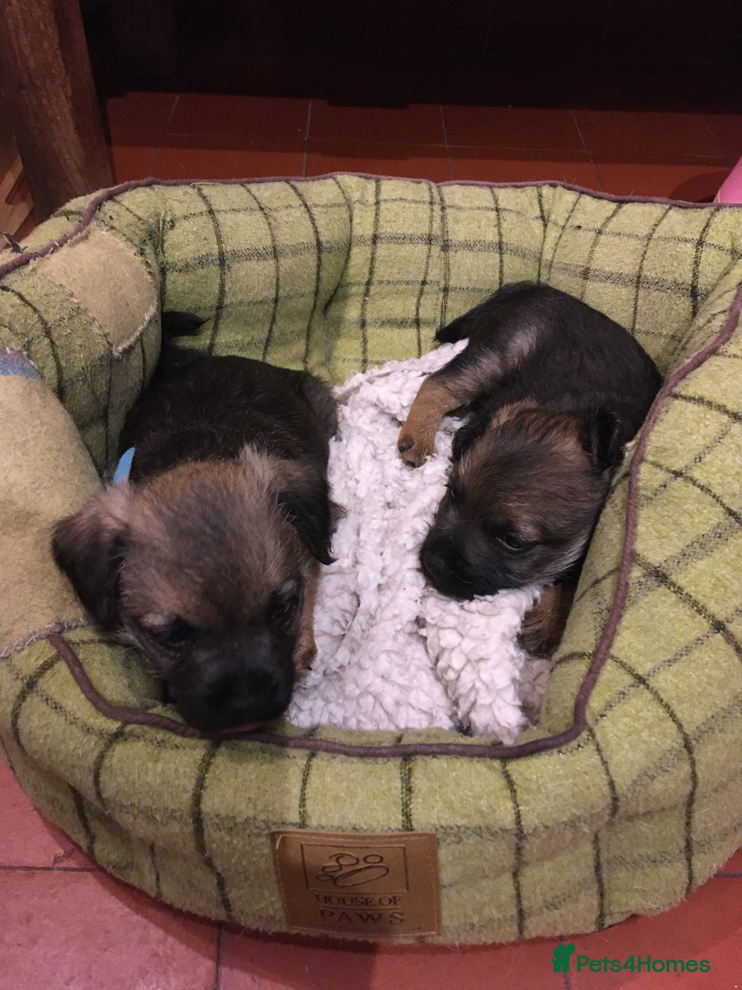 Border Terrier dogs for sale: Adorable Border terrier puppies  - Advert 6