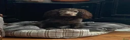 Cocker Spaniel dogs for sale: 5 beautiful Cocker pups for sale - Advert 3