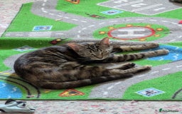 Mixed Breed cats for sale: Tabby and calico - Image 1