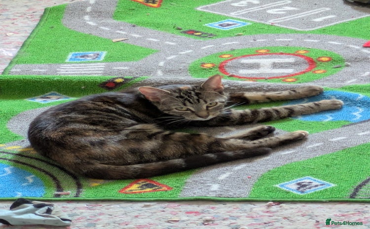 Mixed Breed cats - Advert 5