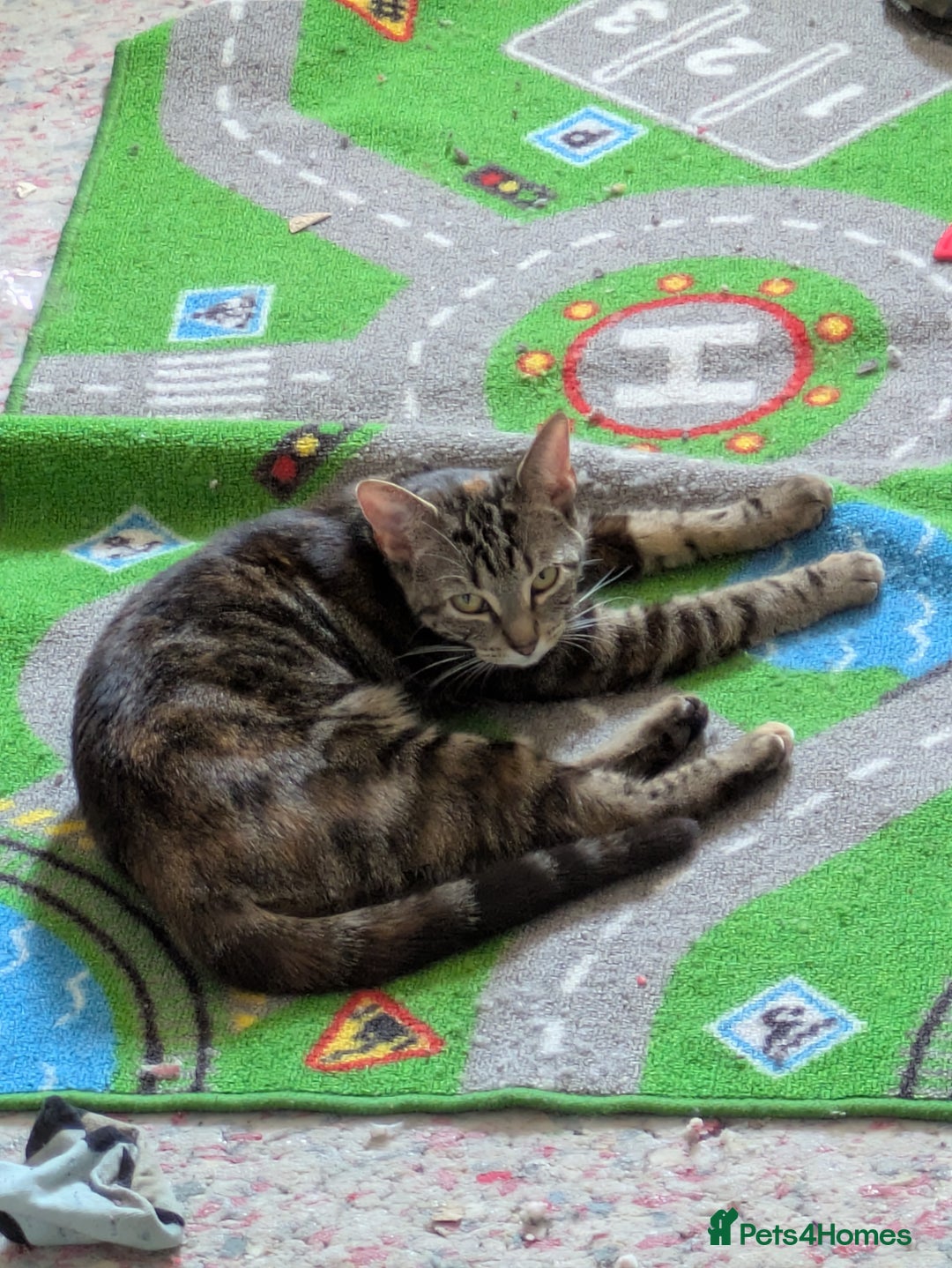 Mixed Breed cats for sale: Tabby and calico - Image 1