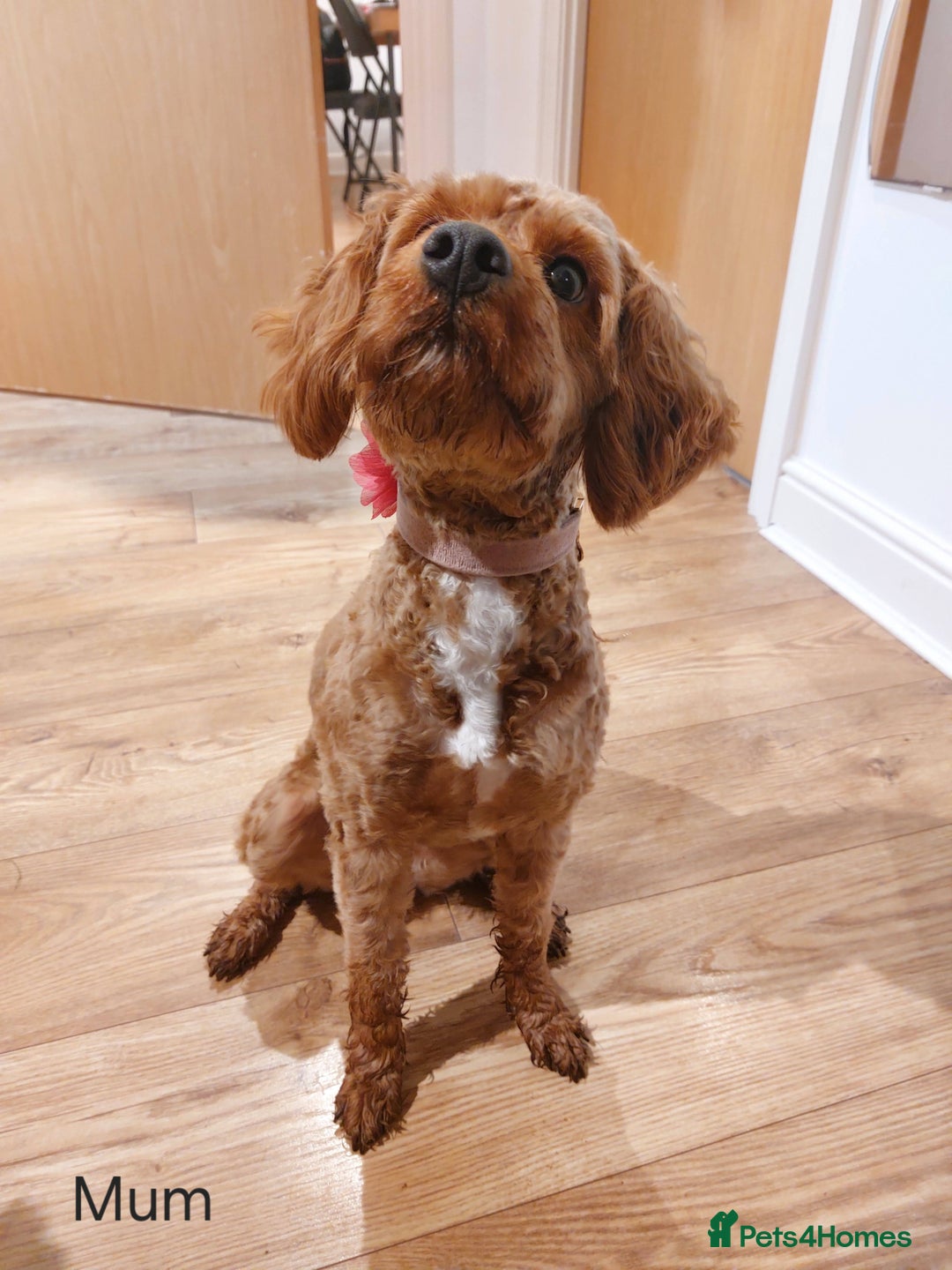 Cockapoo dogs for sale: Gorgeous Red Cockapoo Girl Puppy For Sale  - Image 13