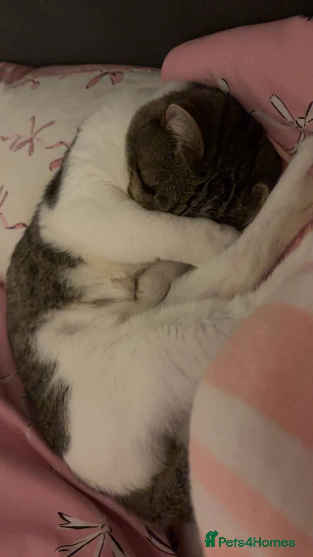 Mixed Breed cats for sale: 4 year old tabby male  in Chorley - Advert 2