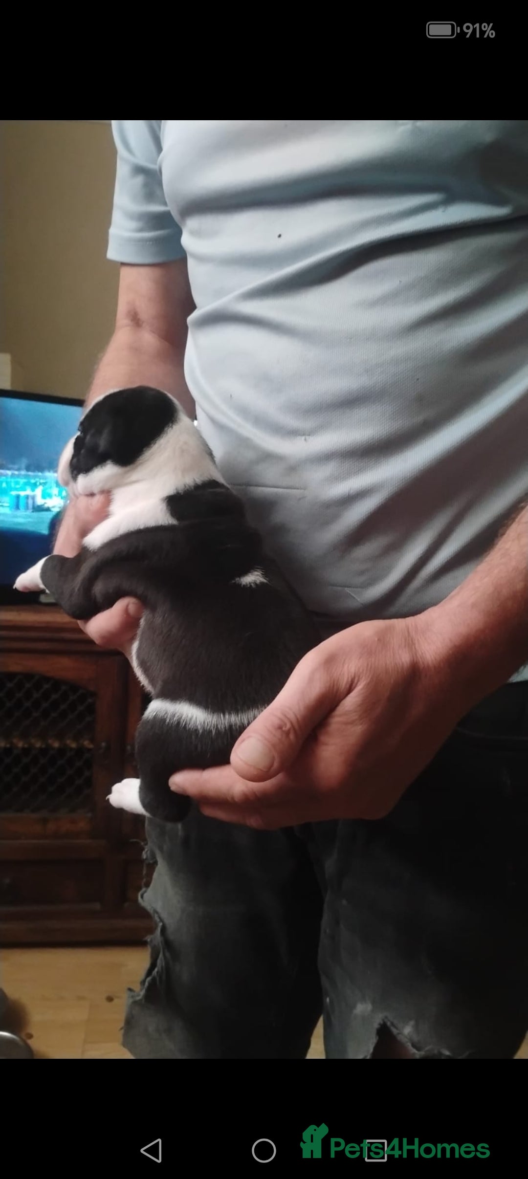 Mixed Breed dogs for sale: Sharpie cross staff  - Image 2