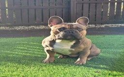 French Bulldog dogs for stud: Kc Reg Blue Fawn French Bulldog For Stud *PROVEN* in Irvine - Image 1