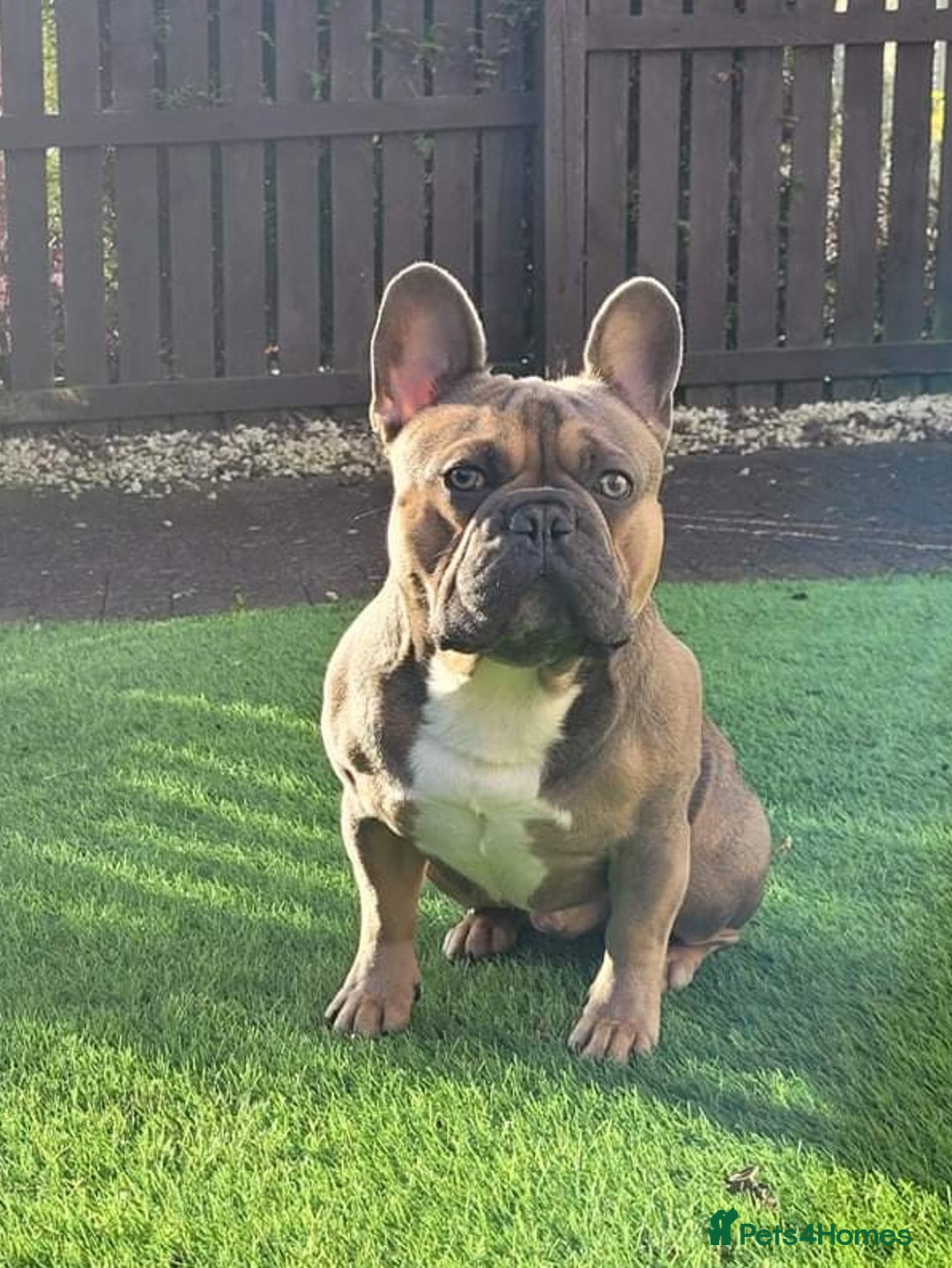 French Bulldog dogs for stud: Kc Reg Blue Fawn French Bulldog For Stud *PROVEN* in Irvine - Image 1