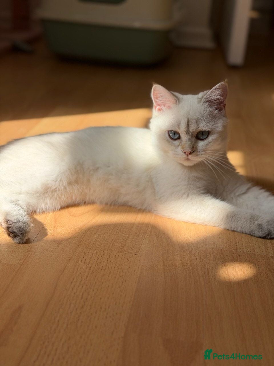 British Longhair cats GCCF BRITISH SHORT HAIR WHITE COLOR POINT - Advert 9