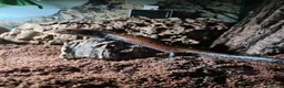 Skink reptiles for sale: Juvenile Fire Skinks  in Aldershot - Advert 1