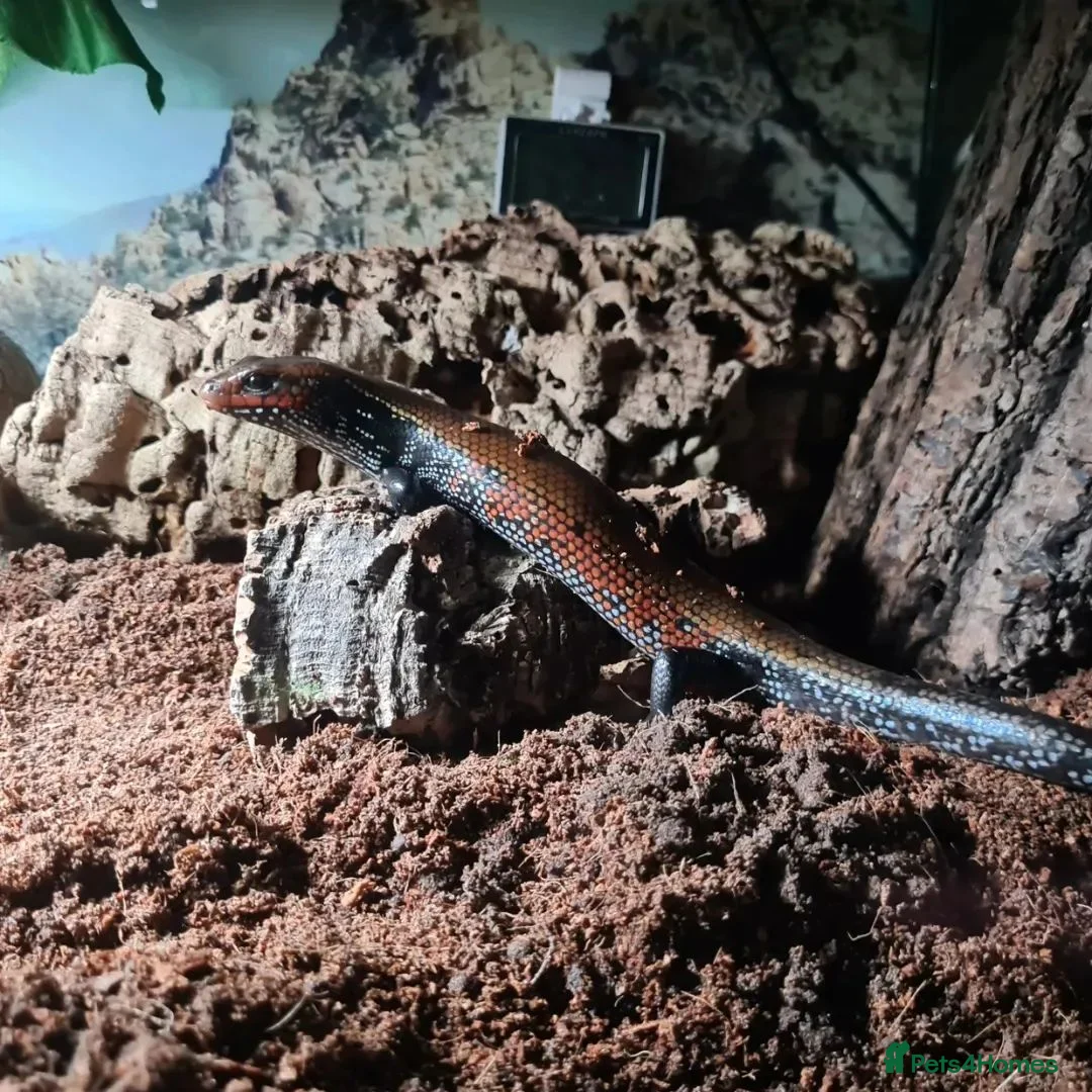 Skink reptiles for sale: Juvenile Fire Skinks  in Aldershot - Advert 1