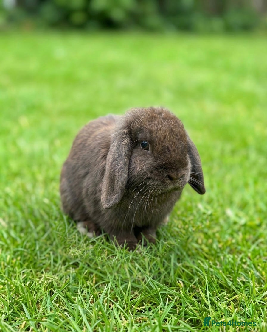 Mini Lop rabbits Beautiful Mini Lop rabbit for sale - Advert 12