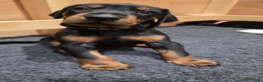 Dobermann 1 Dark blue Collar