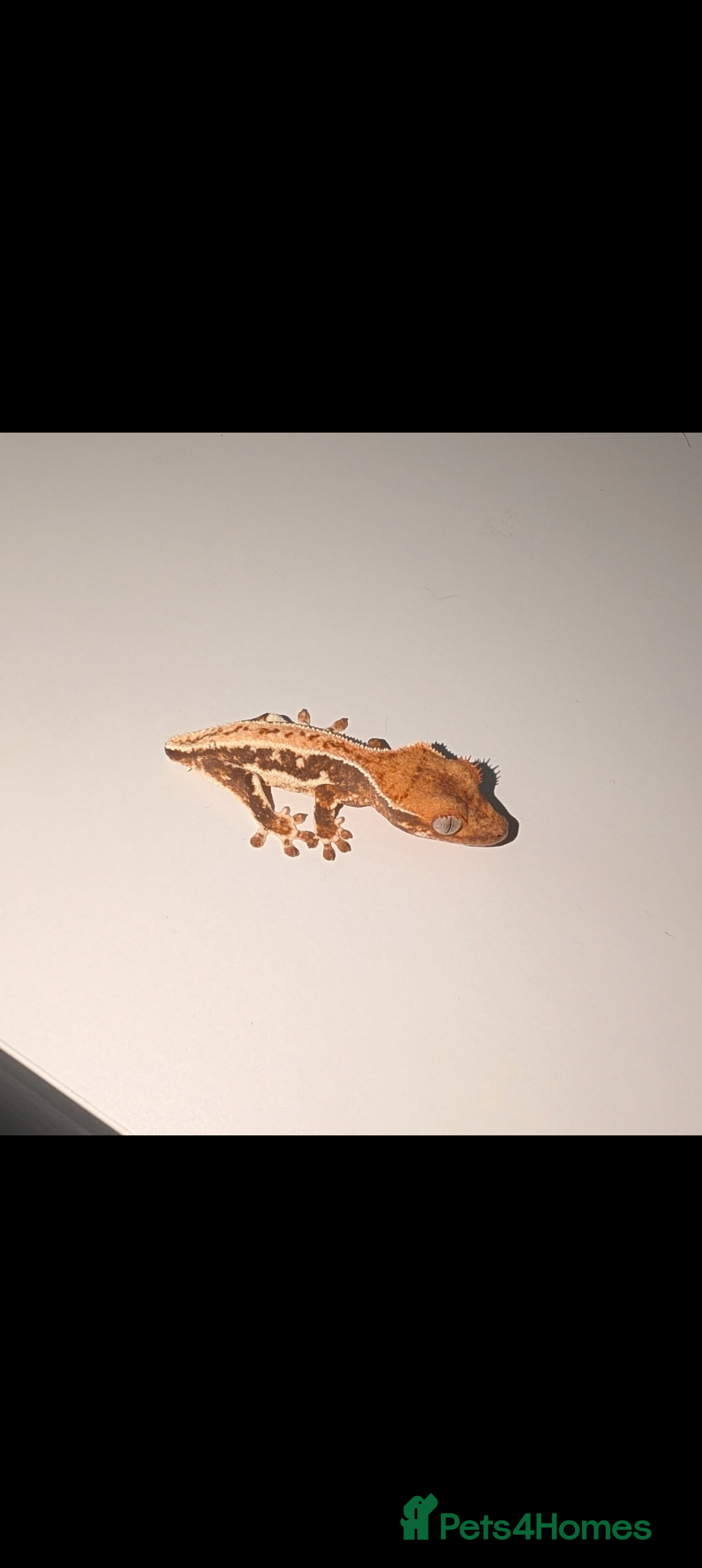 Gecko reptiles Lily White mixed Crest Geckos - Advert 1